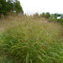 Panicum virgatum 'Giganteum'